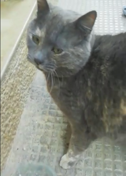 Raviolina Randagia In Cerca Di Coccole Costanti